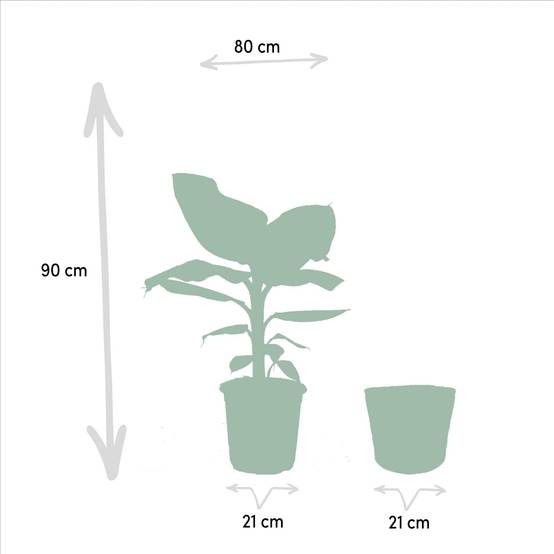 Musa Dwarf Cavendish - ↨90cm - Ø21cm + Mand Igmar 90cm - Plante d'intérieur- La Green Touch - Image 5