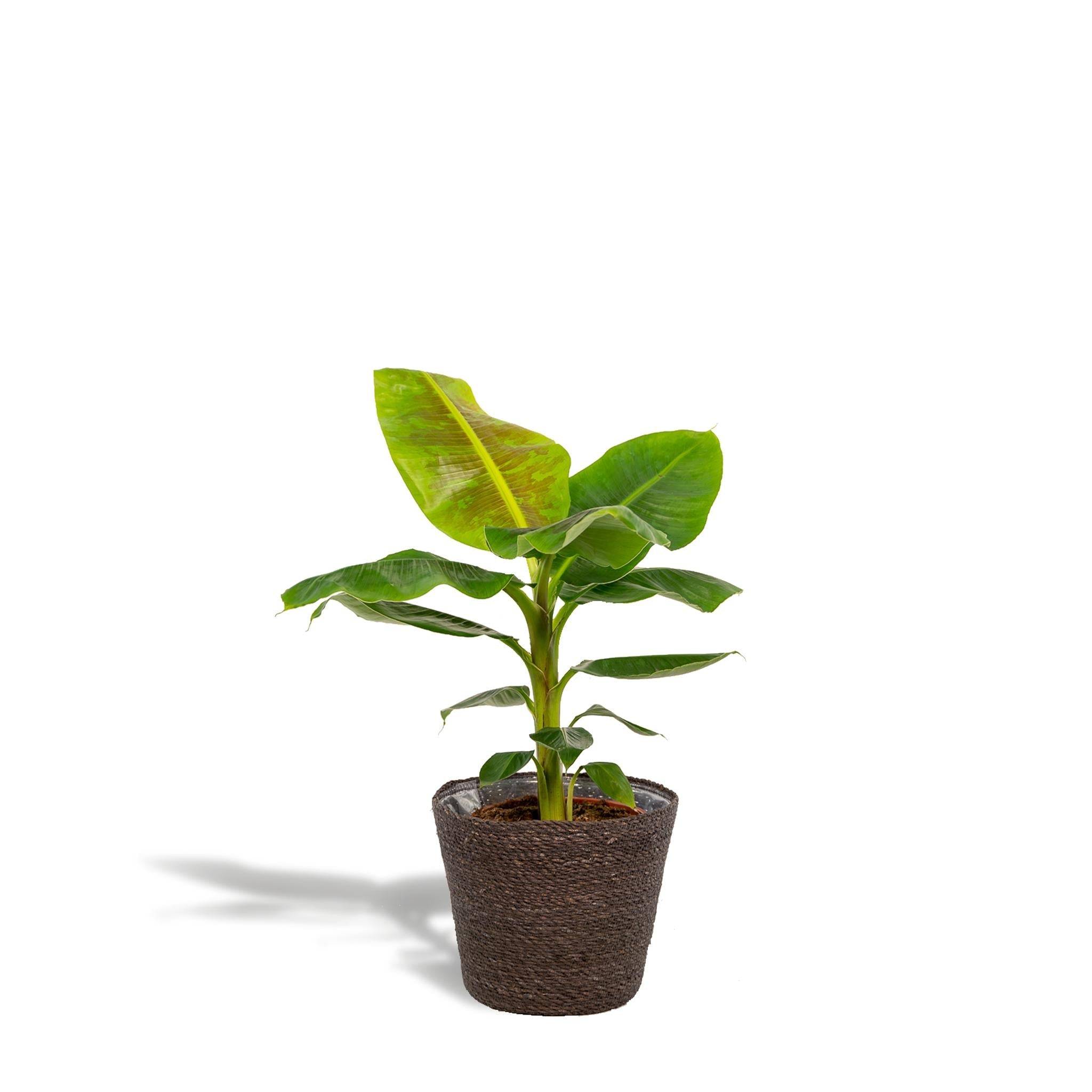 Musa Dwarf Cavendish - ↨90cm - Ø21cm + Mand Igmar 90cm - Plante d'intérieur- La Green Touch - Image 2