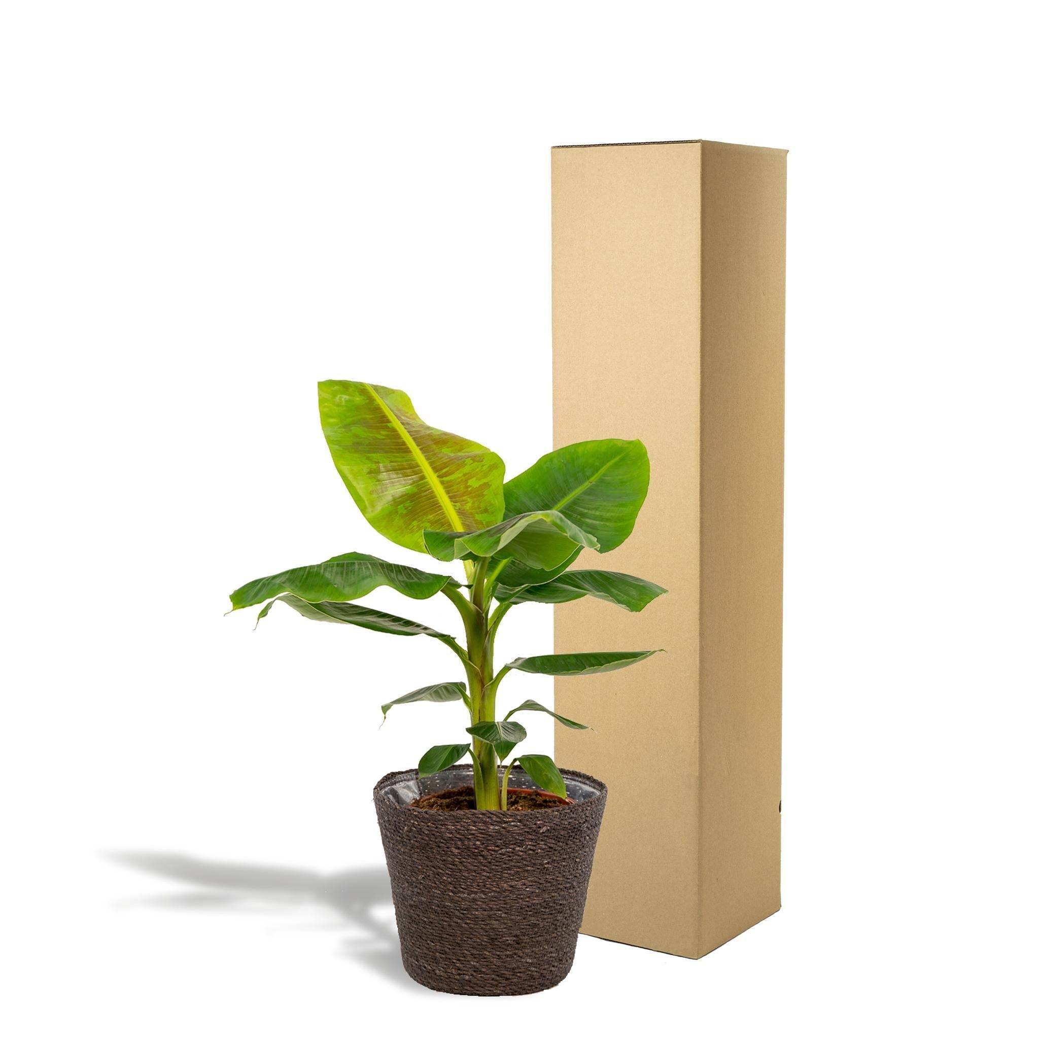 Musa Dwarf Cavendish - ↨90cm - Ø21cm + Mand Igmar 90cm - Plante d'intérieur- La Green Touch - Image 6