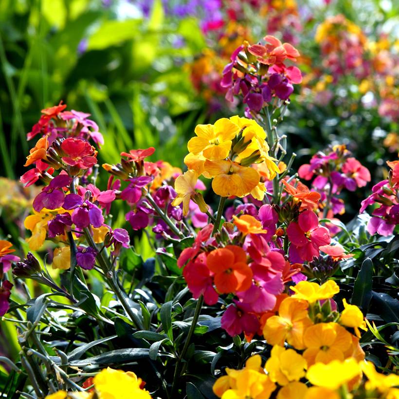 Graines de Giroflée ravenelle Fair Lady Mix - Erysimum ou Cheiranthus cheirii le sachet de 450 graines environ (1g)