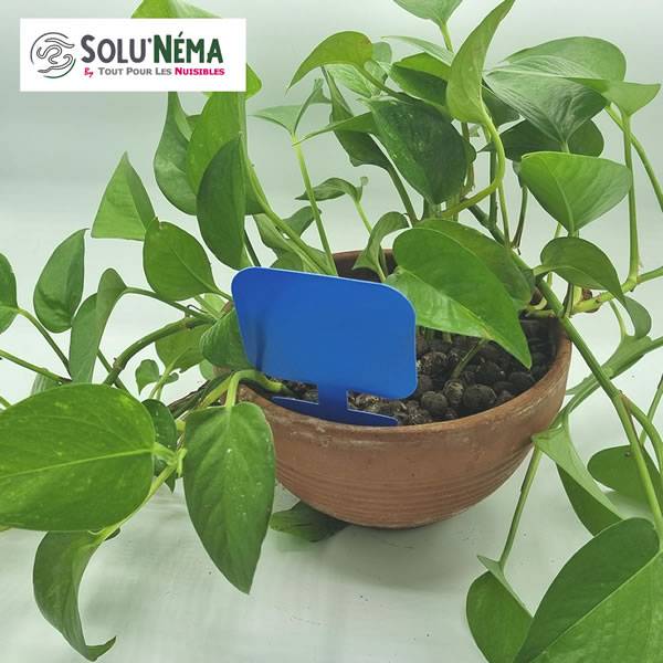 Solu'Néma - 20 Pièges Collants Bleus pour les Thrips, Moucherons, Design XXL - Image 4