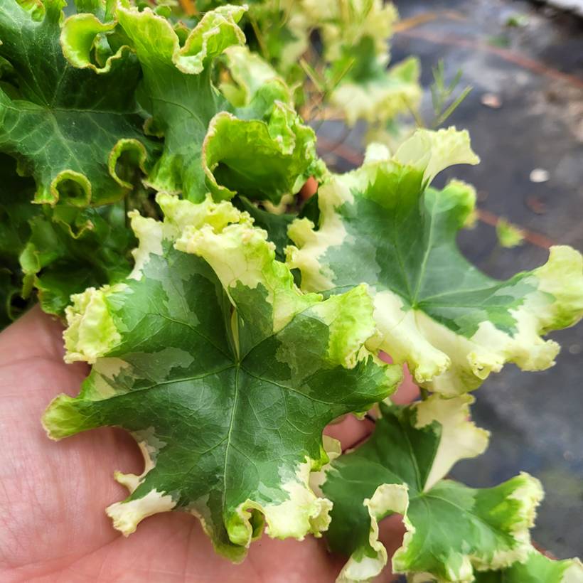 Lierre commun - Hedera helix Clotted Cream Godet de 8/9 cm