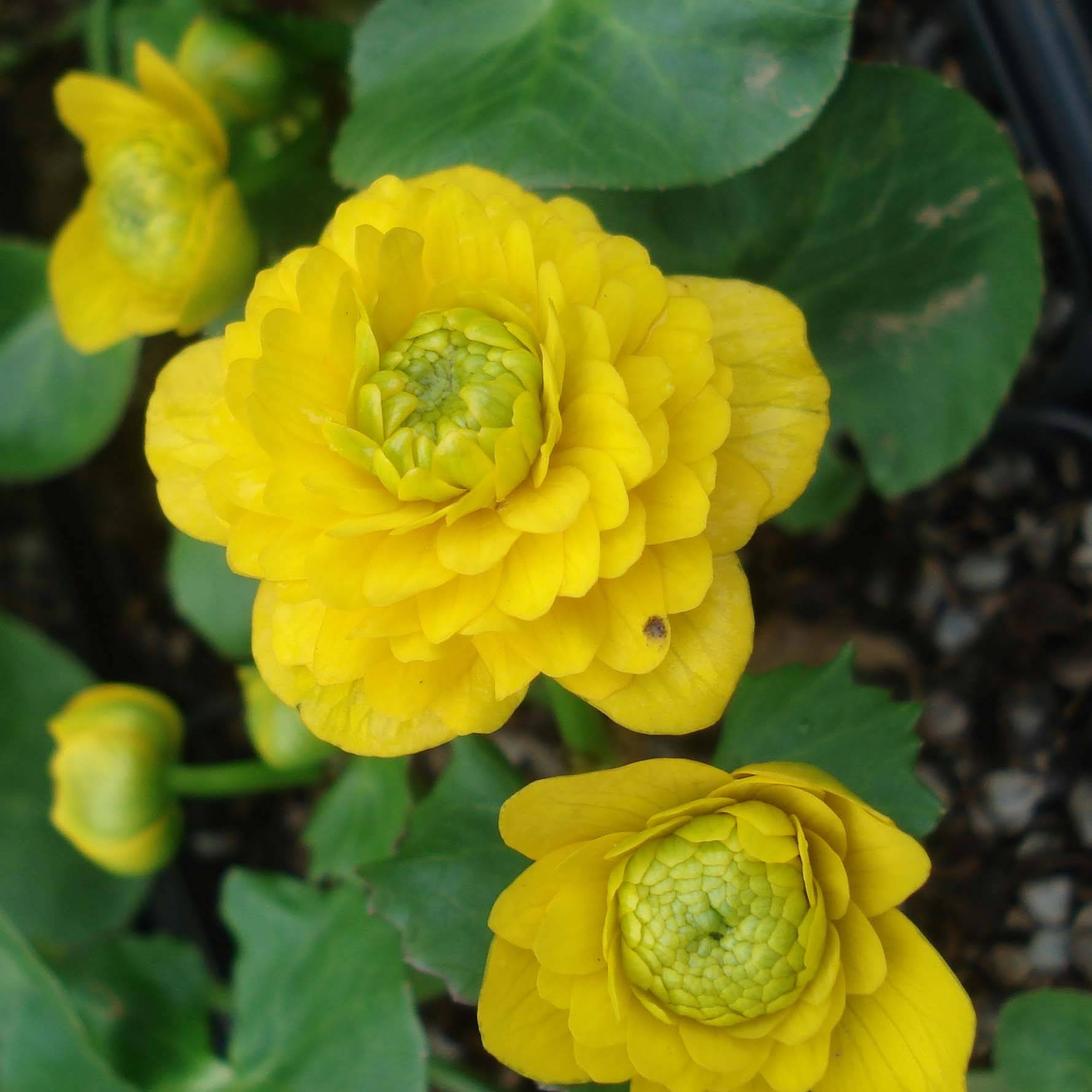 Ranunculus ficaria Flore pleno - Ficaire fausse-renoncule Godet de 8/9 cm