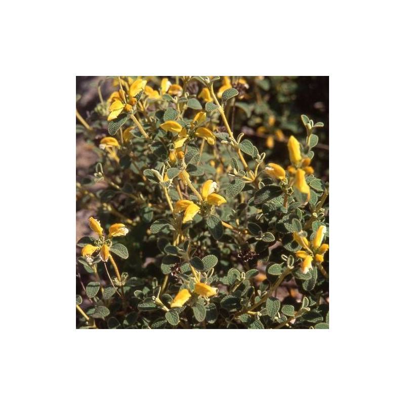 Sauge de Jérusalem à petites feuilles à fleurs Jaune/ - feuillage Persistant - Godet - 5/20 cm - Image 1