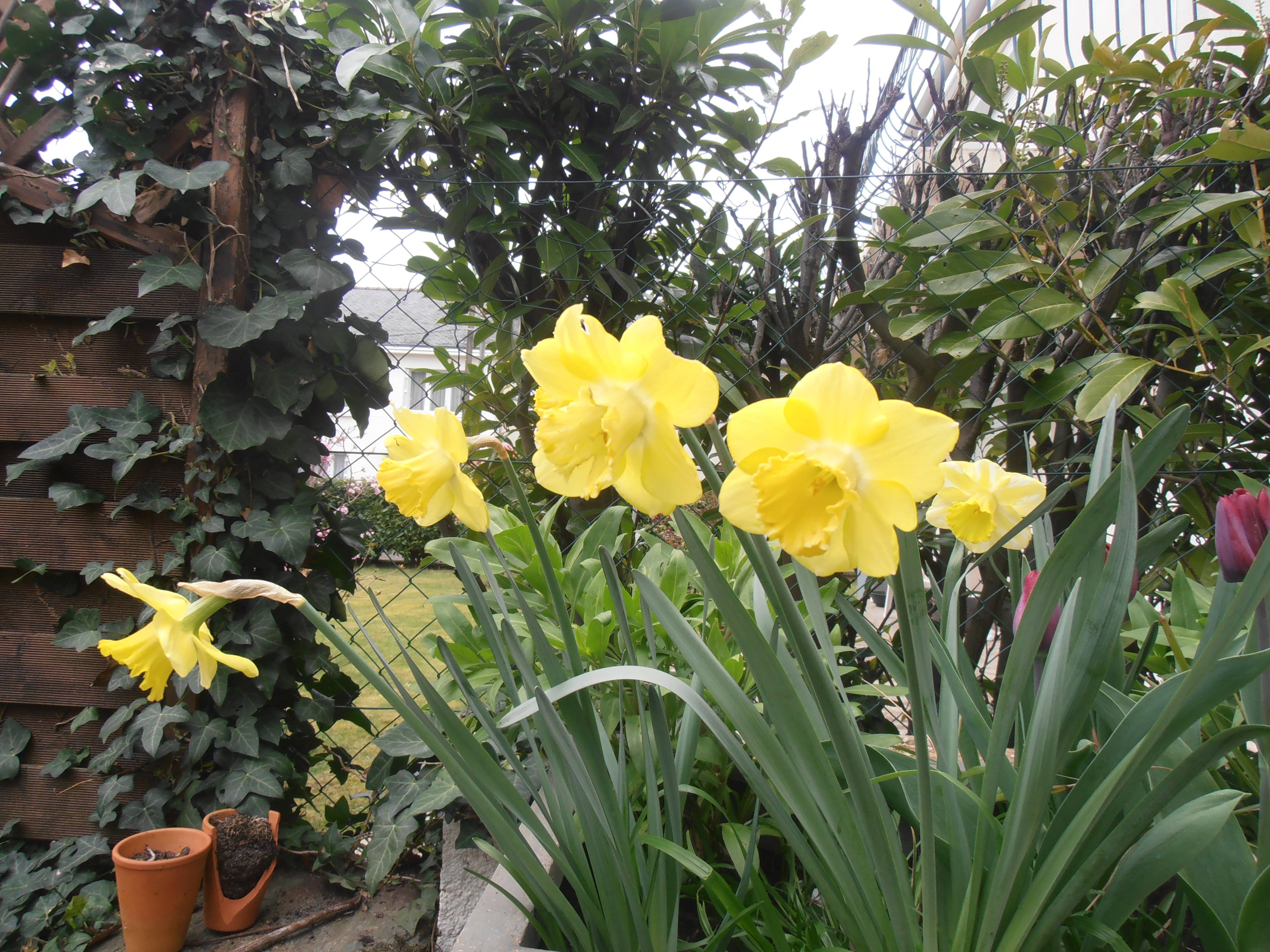 Promesse de Fleurs - Narcisse Spellbinder Bulbe calibre 14+ (par 5) - Image 1