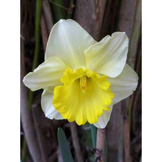 Promesse de Fleurs - Narcisse Spellbinder Bulbe calibre 14+ (par 5) - Image 2