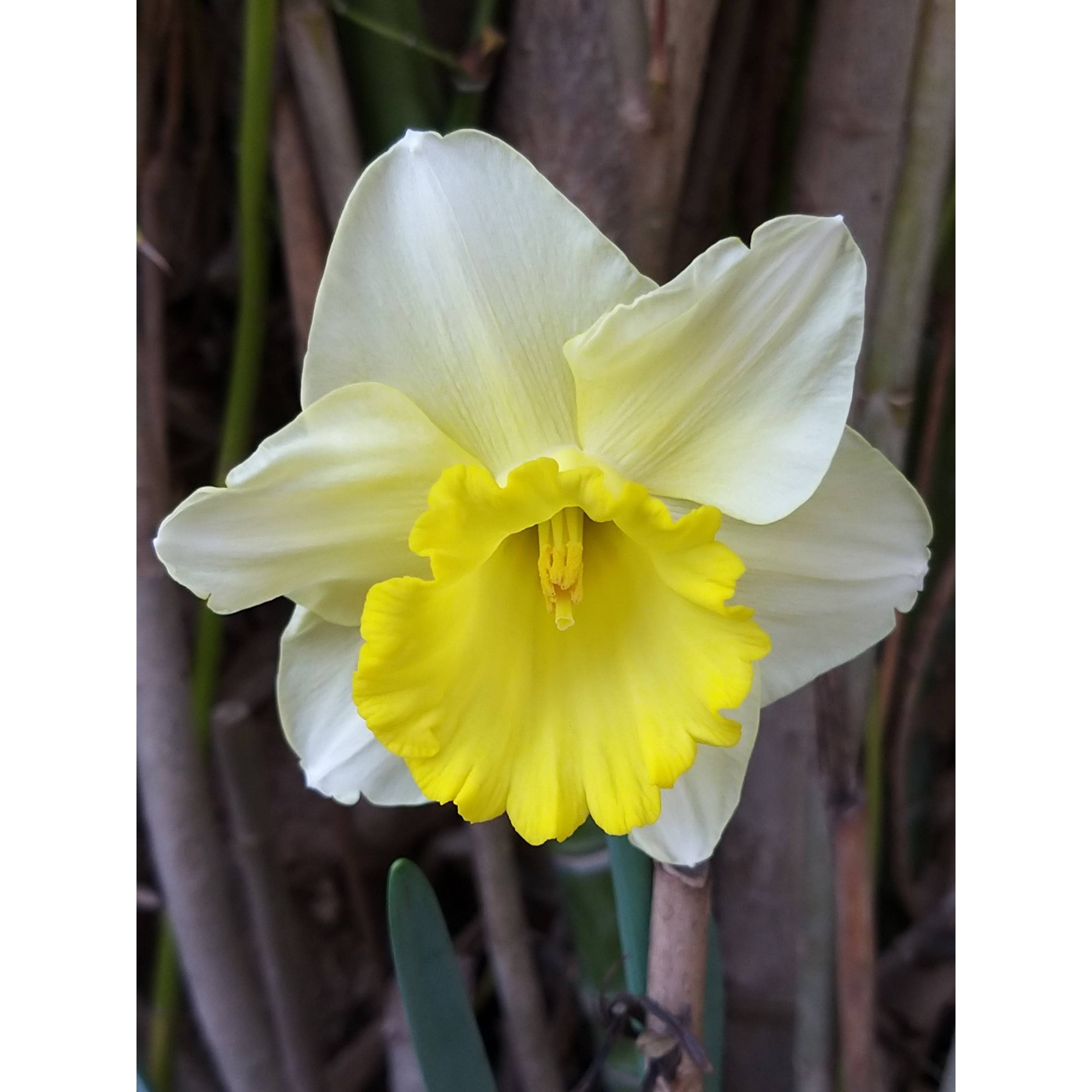 Promesse de Fleurs - Narcisse Spellbinder Bulbe calibre 14+ (par 5) - Image 2