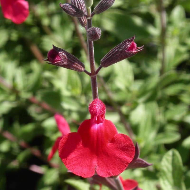 Sauge à petites feuilles Rêve® Rouge 'Fauresal02' à fleurs Blanche/Rouge - feuillage Caduc - Godet - 5/20 cm - Image 2