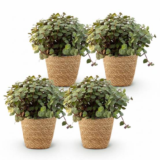 Calissia Repens - D12 H20cm - Image 2