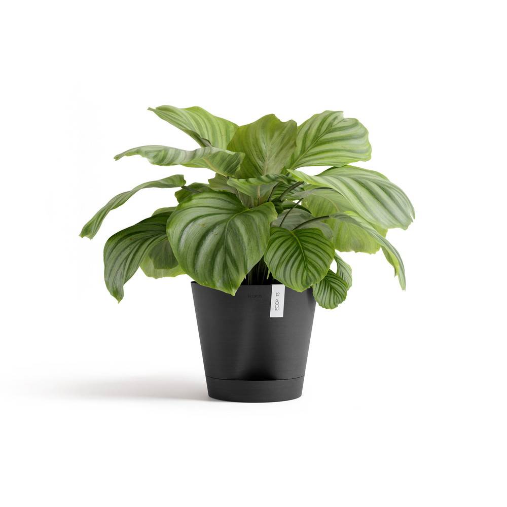 Ecopots - Pot Rond Venice 2 Gris Foncé + réservoir d'eau - Ø 30 x H. 26,3 cm - 4 L ECOPOTS - Image 2