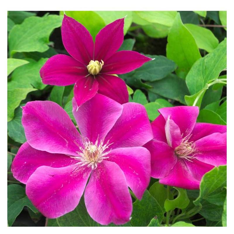 Clématite Acropolis™ 'Evipo078' à fleurs Rose - feuillage Caduc - Pot de 1,5L - Tuteur bambou 30/60 cm-  hauteur à maturité De 1,00 m à 1,50 m - Image 1