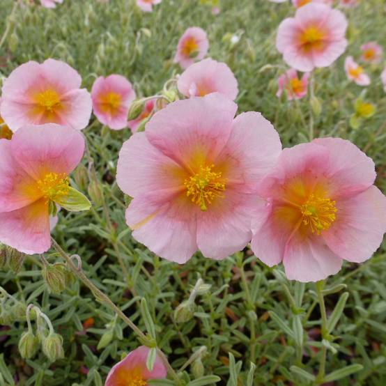 Promesse de Fleurs - Helianthemum Rhodanthe Carneum - Hélianthème rose pastel. Godet de 8/9 cm