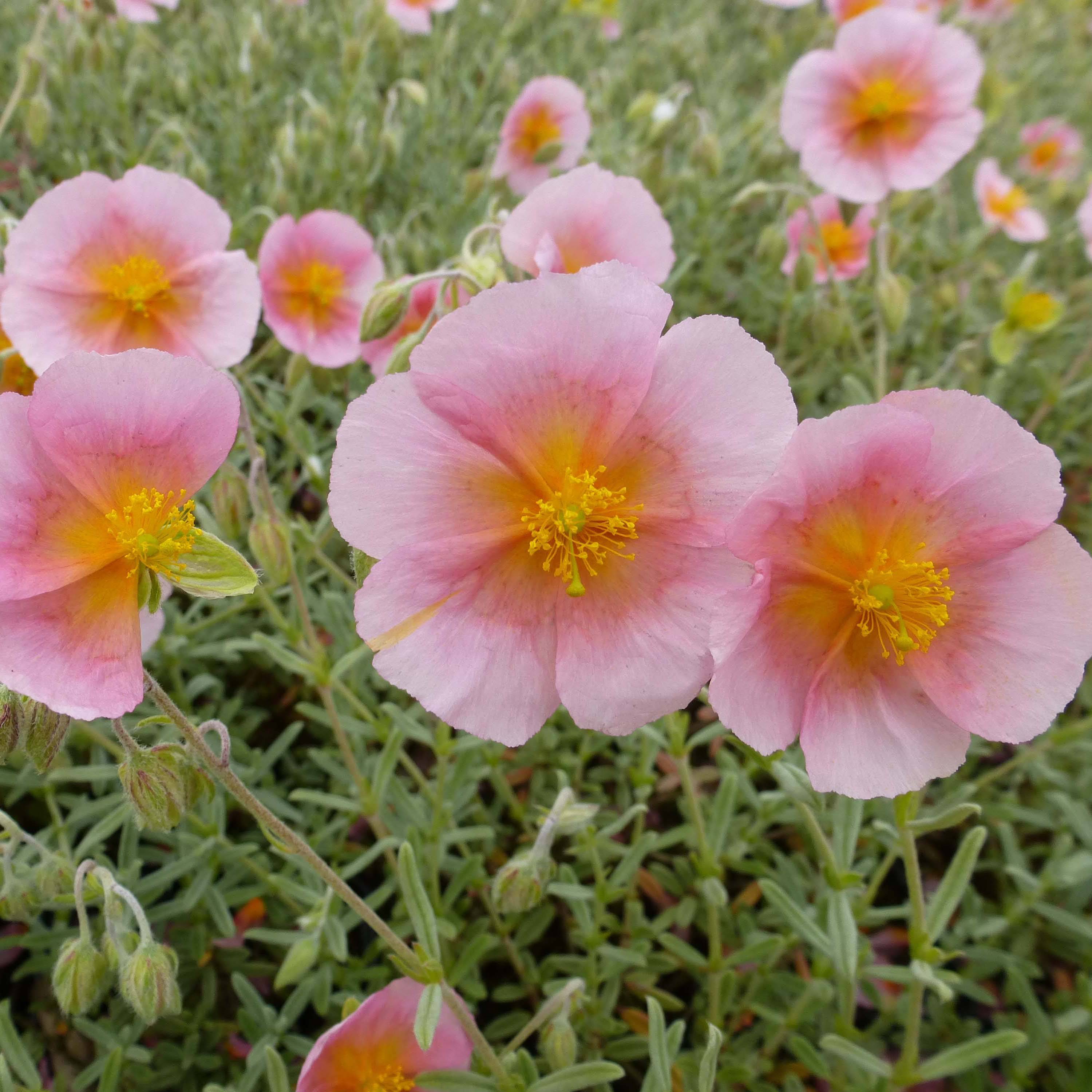 Promesse de Fleurs - Helianthemum Rhodanthe Carneum - Hélianthème rose pastel. Godet de 8/9 cm