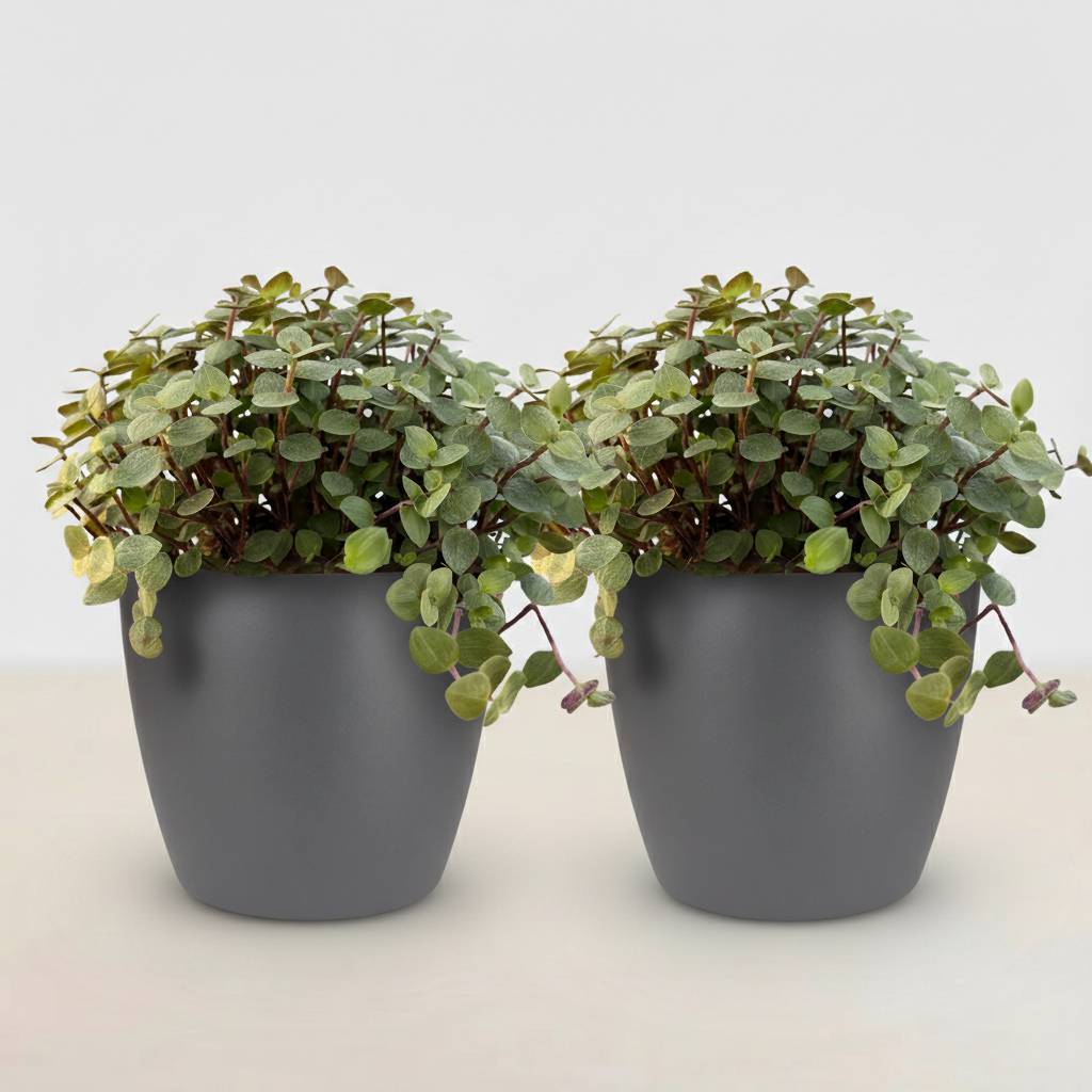 Calissia Repens - H20cm - Image 2