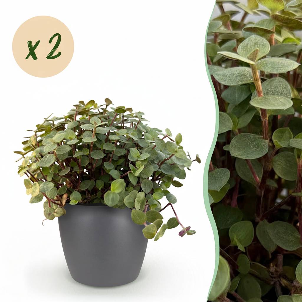 Misre plante | achat en ligne - Gamm vert
