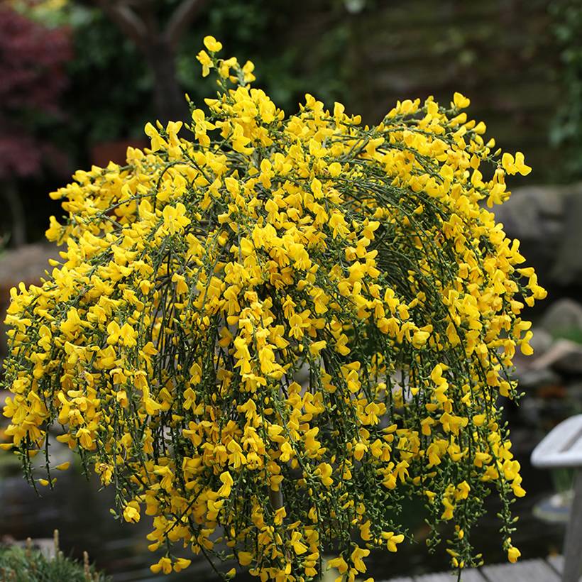 Promesse de Fleurs - Genêt à balais sur tige - Cytisus scoparius Golden Tears Pot de 4L/5L, Tige, Tige de 70 cm