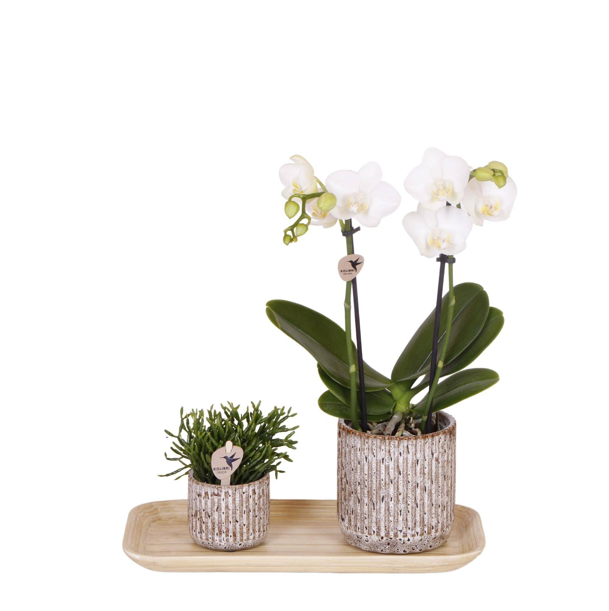 Orchidée Phalaenopsis en pots Jaguar et plateau bambou- La Green Touch