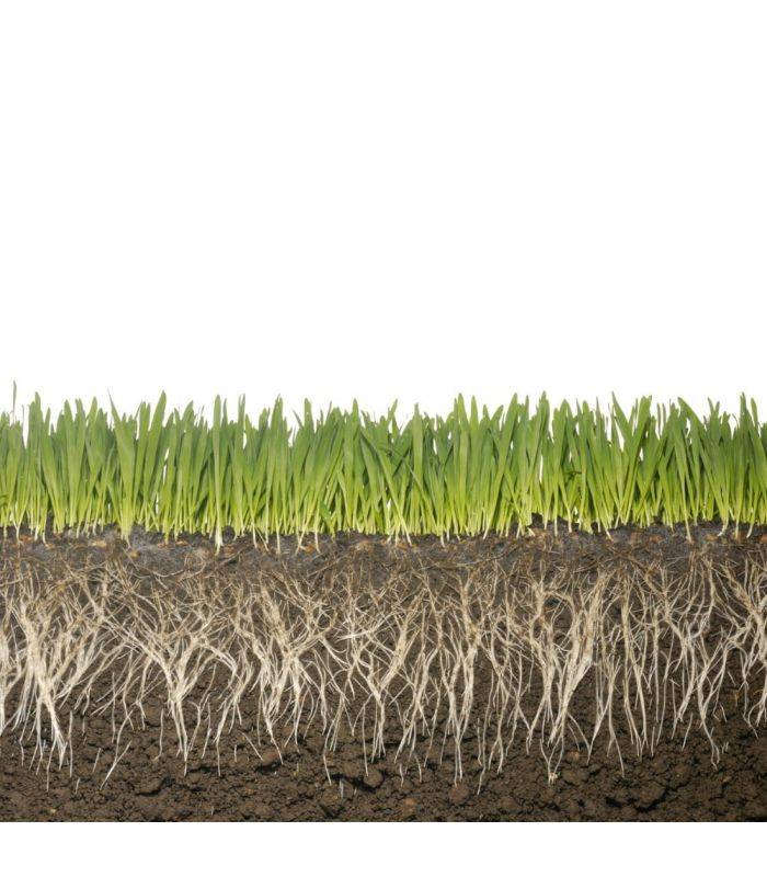 Biostimulant racinaire Deep Root Pro 0,5 kg pour gazon, arbres, fleurs - Kimitec NEG00997 - Image 3