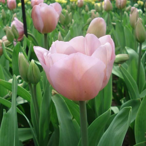 Promesse de Fleurs - Tulipe Triomphe Alibi Bulbe calibre 11+ (par 10)