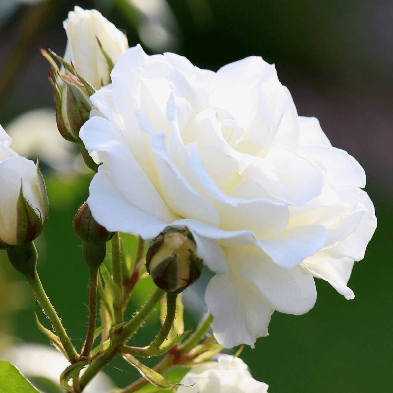 Rosier ancien Jeanne Moreau® 'Meidiaphaz' à fleurs Blanche - feuillage Caduc - Pot de 10 L - 1/2 tige-  hauteur à maturité De 0,50 m à 1,00 m - Image 4