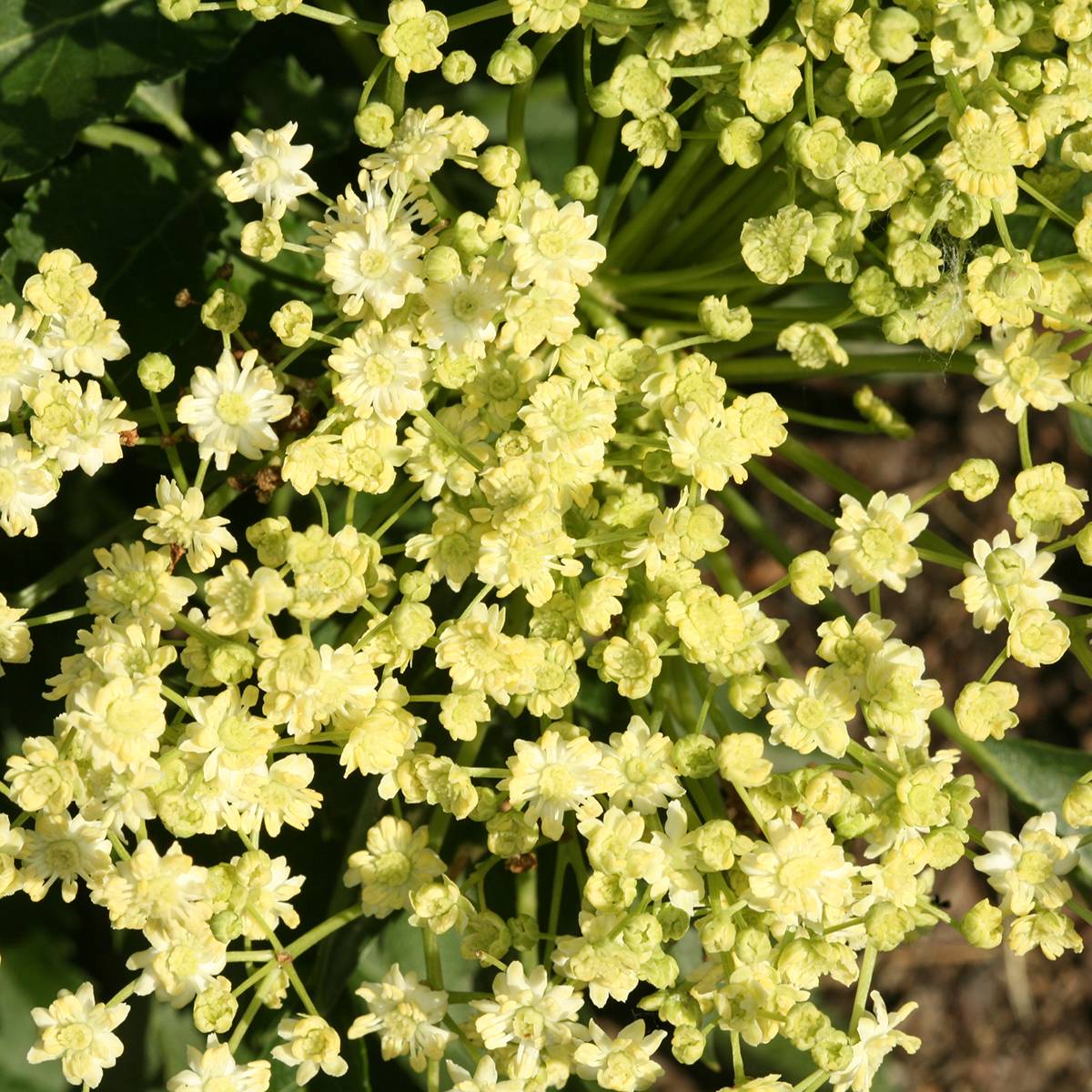 Promesse de Fleurs - Sambucus nigra Monstrosa - Sureau noir Pot de 4L/5L