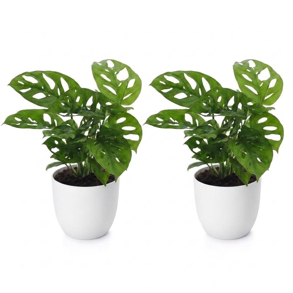 Monstera adansonii - avec pot blanc - lot de 2 - Ø12cm - ↕25cm - Plantes d’intérieur - Image 2