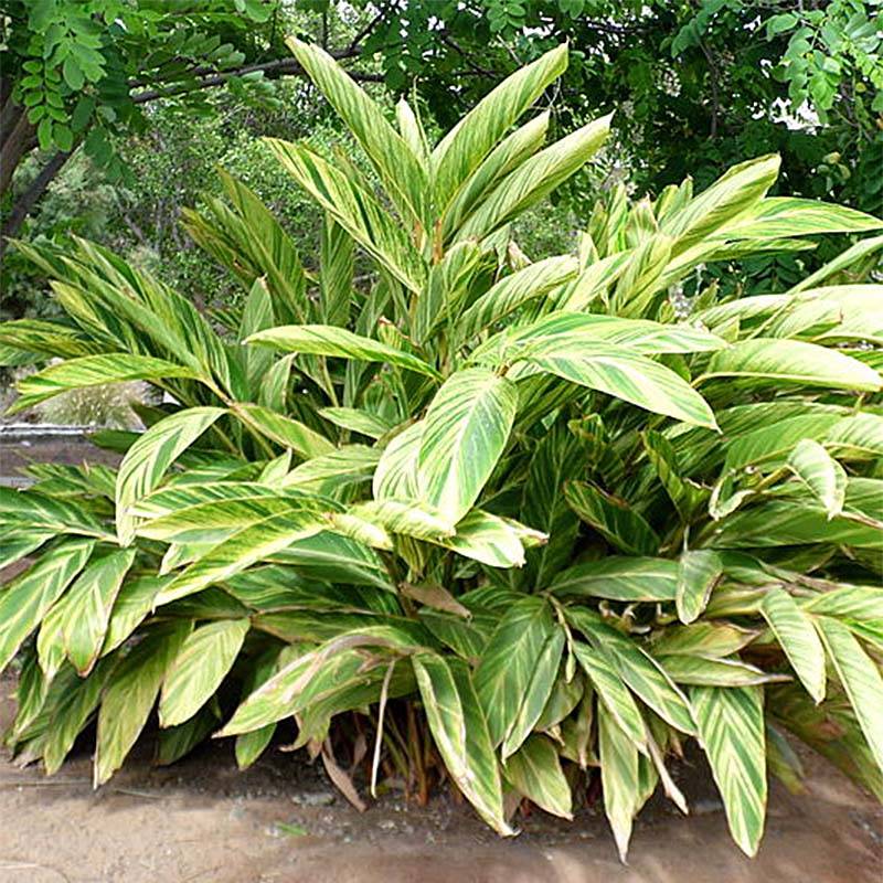 Promesse de Fleurs - Alpinia zerumbet Variegata - Gingembre coquille Pot de 4L/5L