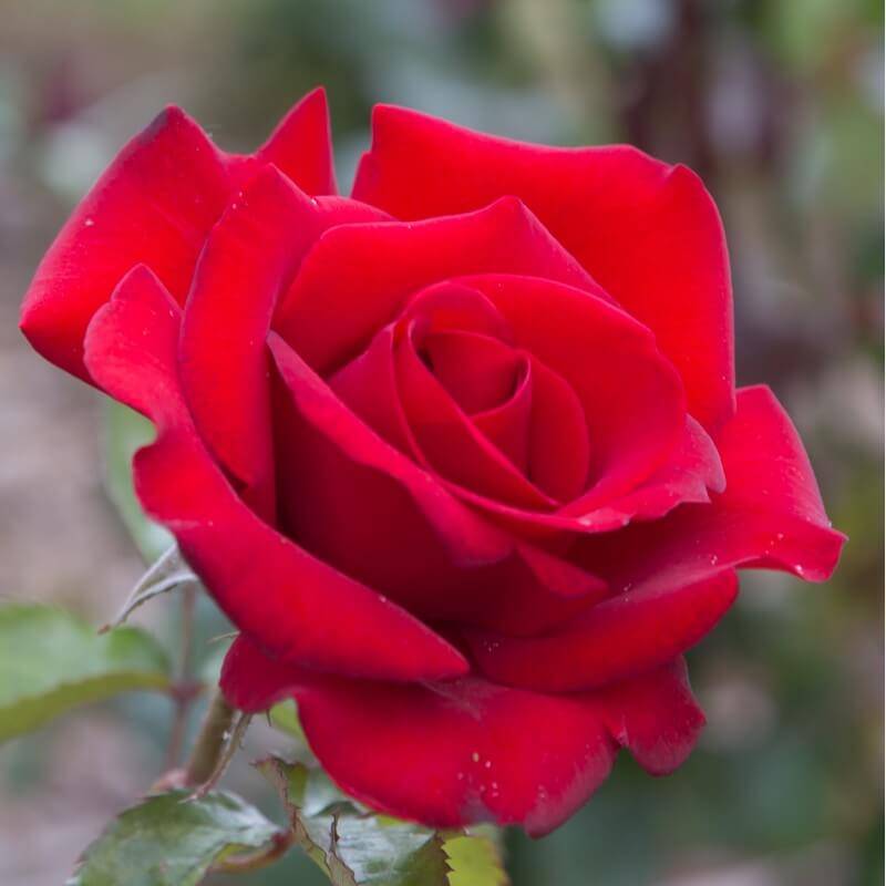 Rosier 'Le Grand Huit' ® (Rosa 'Le Grand Huit' ®) - Conteneur 3L - Pépinières Naudet - Image 3