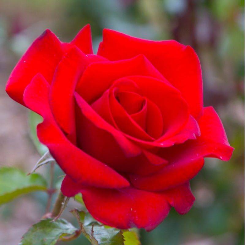 Rosier 'Le Grand Huit' ® (Rosa 'Le Grand Huit' ®) - Conteneur 3L - Pépinières Naudet - Image 1