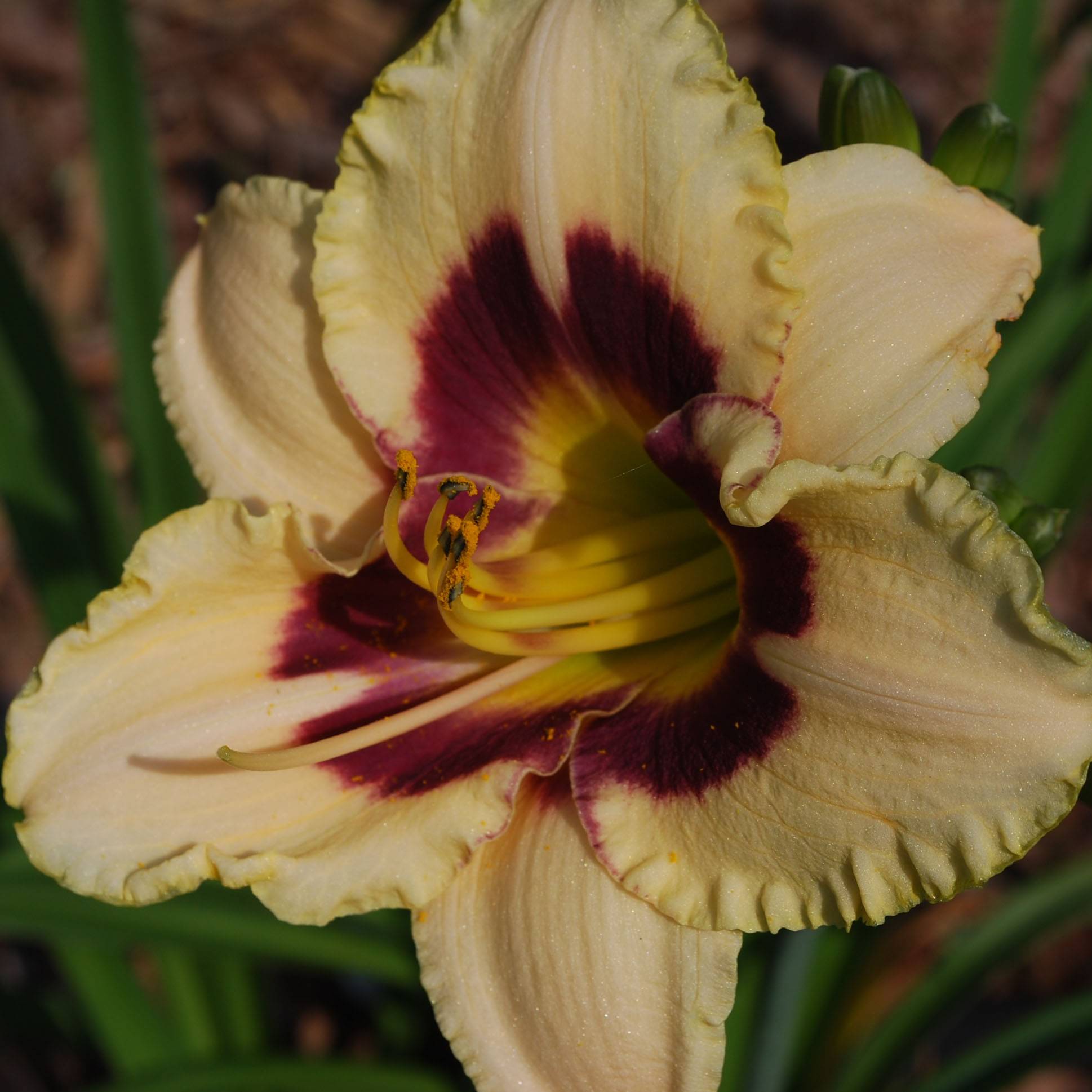 Promesse de Fleurs - Hémérocalle Rapsberry Candy - Lis d'un jour jaune crème à oeil pourpre framboise Godet de 8/9 cm