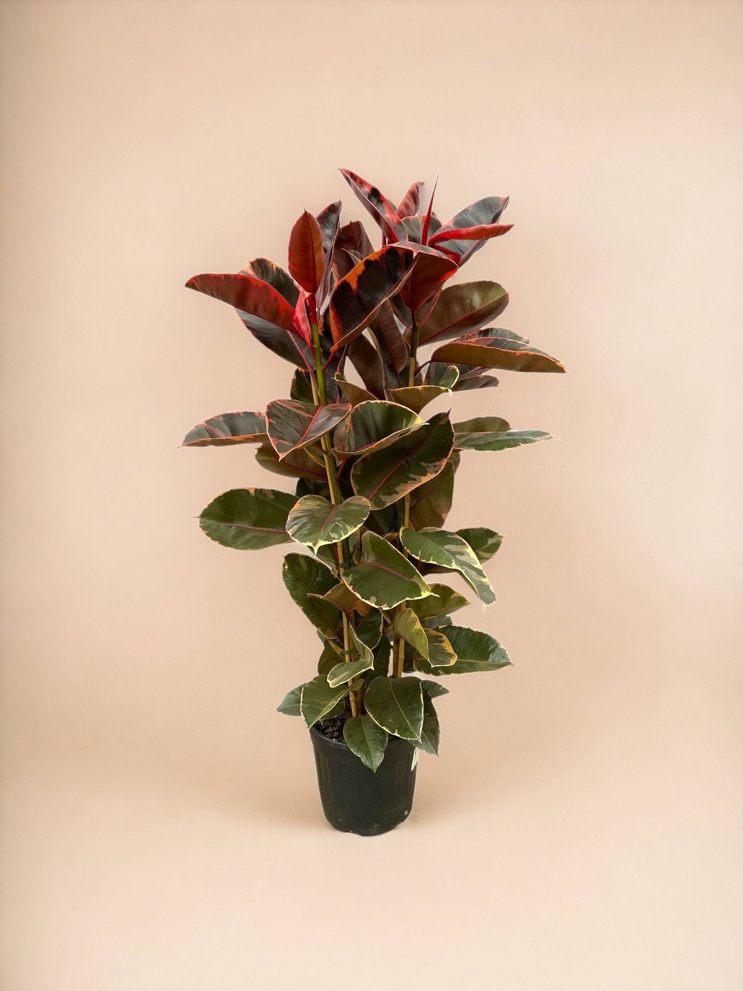 La Green Touch - Ficus Elastica Belize 170cm - Plante d'intérieur- La Green Touch - Image 2