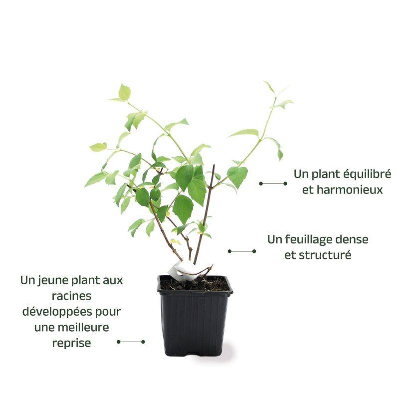 Seringat 'Belle Étoile' (Philadelphus 'Belle Étoile') - Godet - Taille 10cm - Pépinières Naudet - Image 3