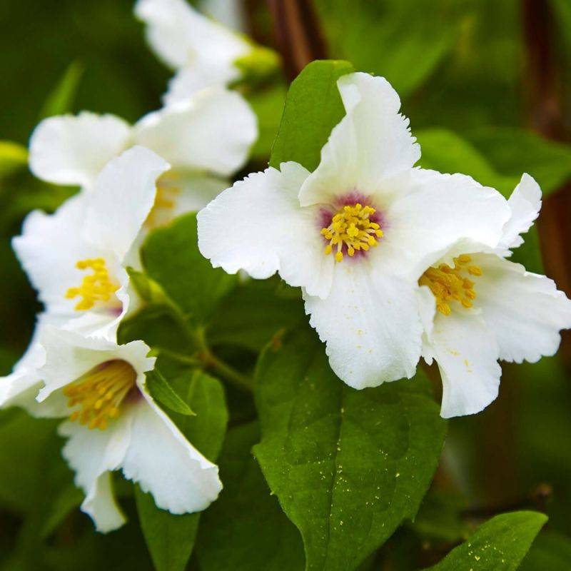 Seringat 'Belle Étoile' (Philadelphus 'Belle Étoile') - Godet - Taille 10cm - Pépinières Naudet - Image 1