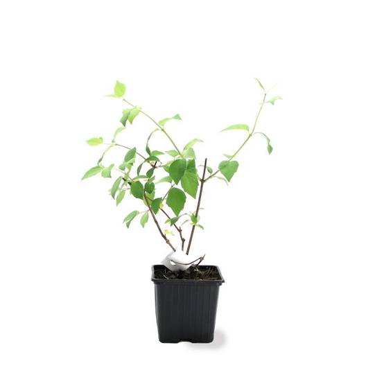 Seringat 'Belle Étoile' (Philadelphus 'Belle Étoile') - Godet - Taille 10cm - Pépinières Naudet - Image 2