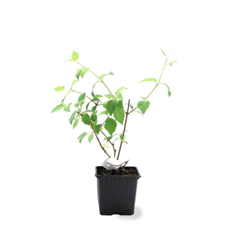 Seringat 'Belle Étoile' (Philadelphus 'Belle Étoile') - Godet - Taille 10cm - Pépinières Naudet - Image 2