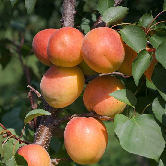Abricotier - Prunus armeniaca Harcot Pot de 12L/15L, Gobelet