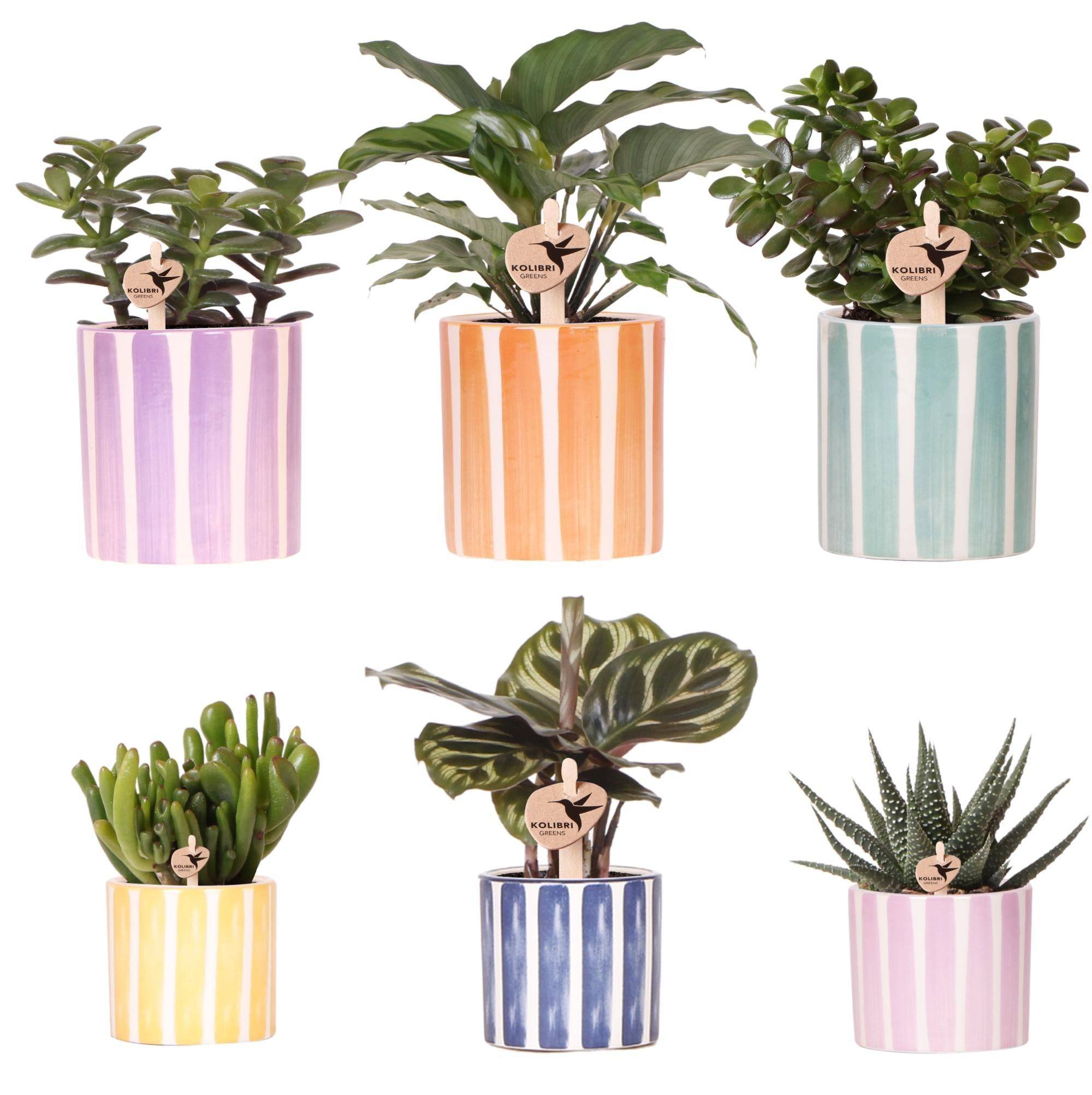 Mix de Plantes Vertes Avec Pots Decoratifs - Image 2