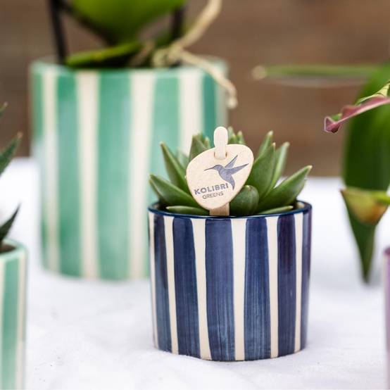 Mix de Plantes Vertes Avec Pots Decoratifs - Image 1