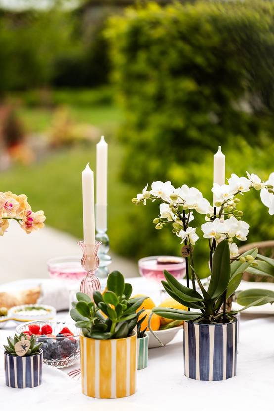 Mix de Plantes Vertes Avec Pots Decoratifs - Image 4