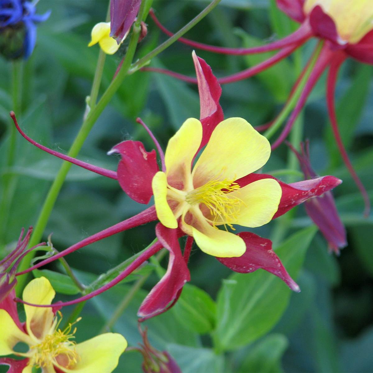 Graines d'Ancolie des jardins Firecracker - Aquilegia x hybrida le sachet de 100 graines environ (0,15g)