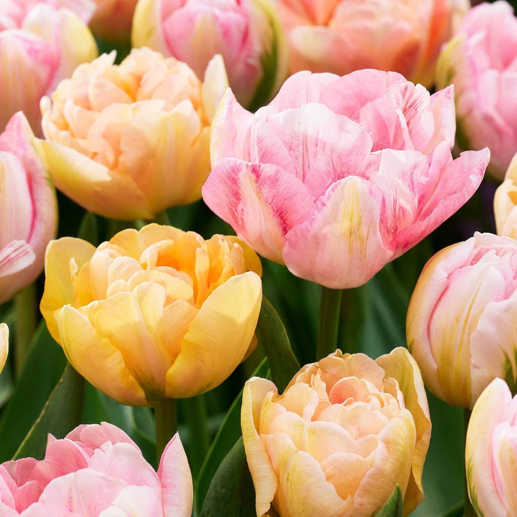 La Green Touch - Tulipe Peaches & Kisses - 24 bulbes - calibre 11/12 - Image 1