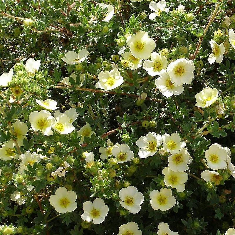 Promesse de Fleurs - Potentille arbustive - Potentilla fruticosa Creamissima Pot de 4L/5L - Image 1