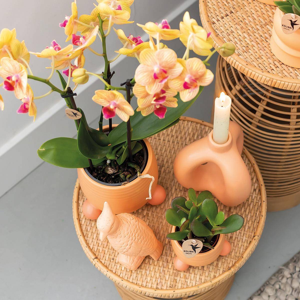 La Green Touch - Orchidée Jamaica et son pot- La Green Touch Pêche - Hauteur 35cm - Image 7