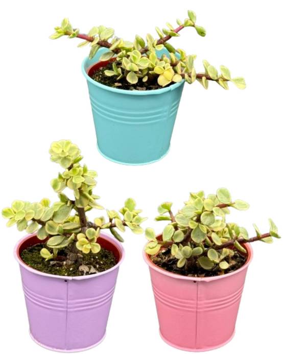 Trio Succulentes Portulacaria Afra en Pots Colorés- La Green Touch