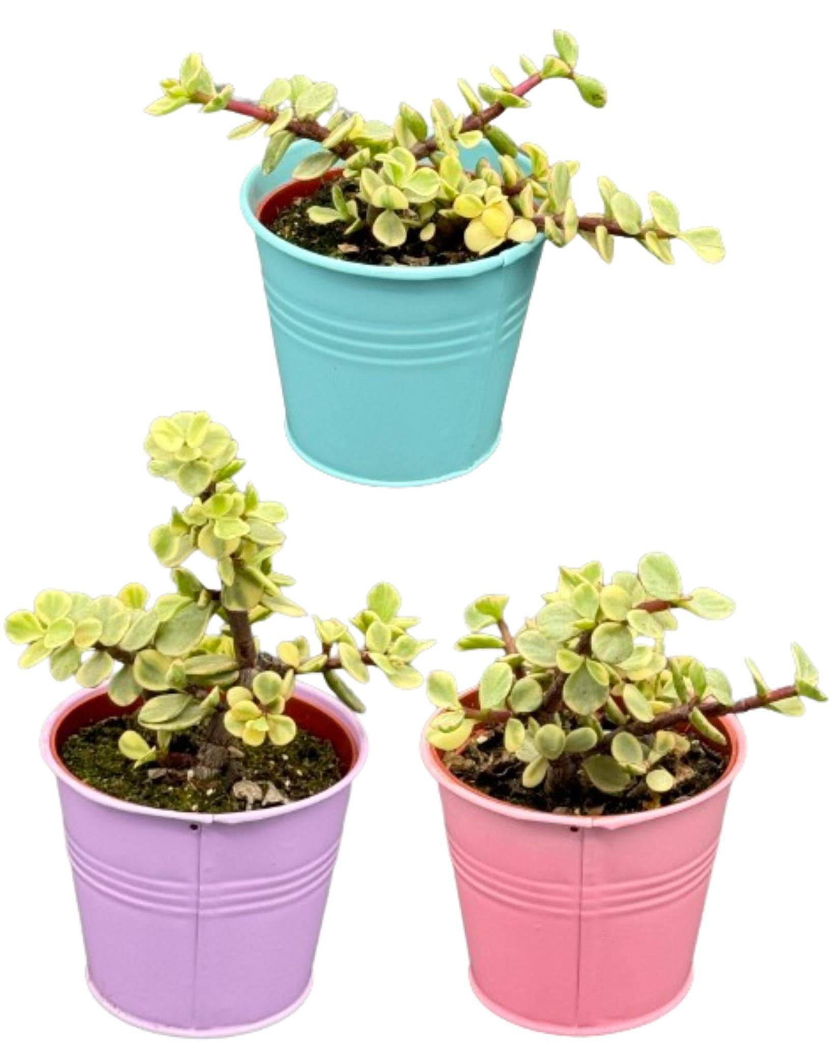 Trio Succulentes Portulacaria Afra en Pots Colorés- La Green Touch