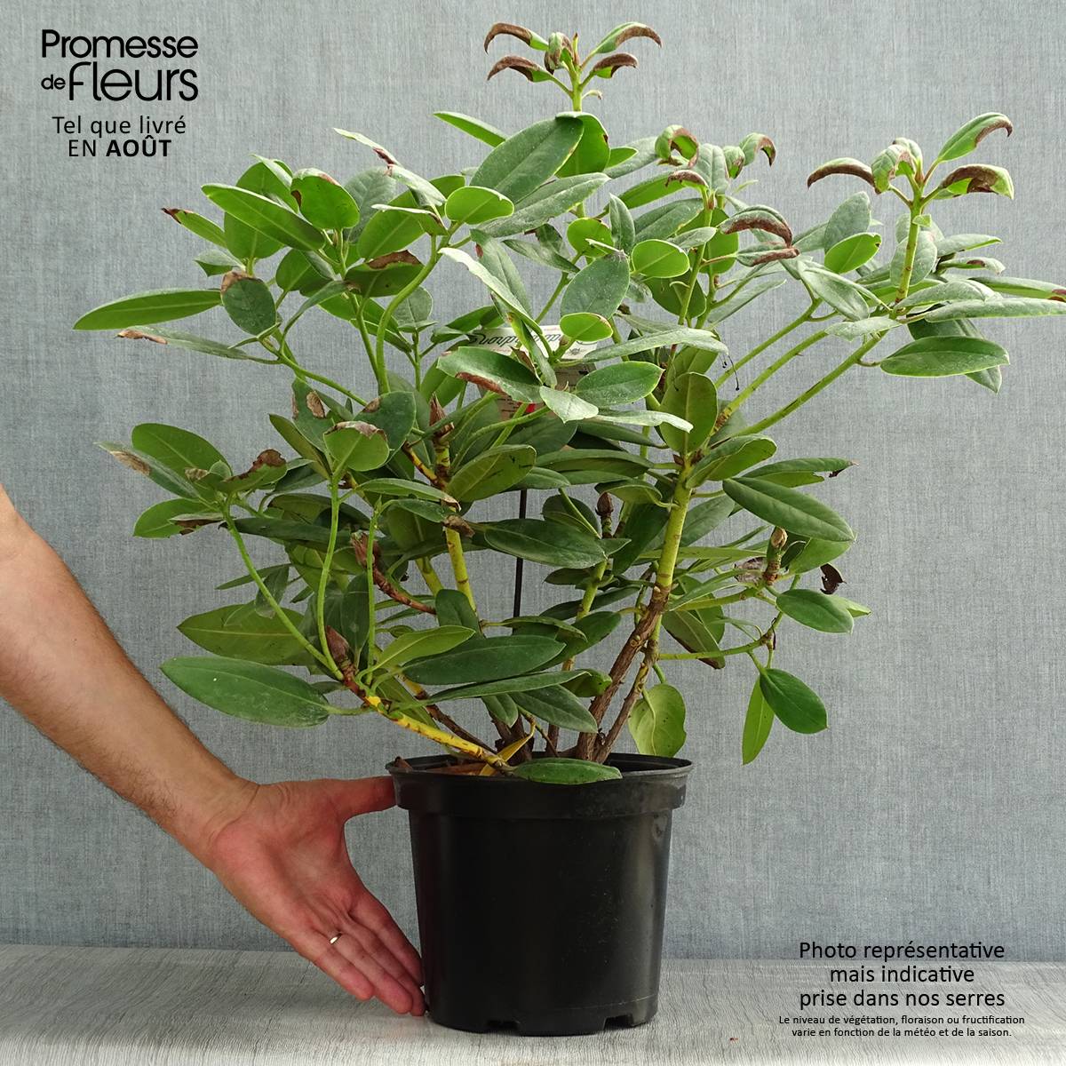 Rhododendron Virginia Richards - Petit Rhododendron Pot de 4L/5L - Image 2