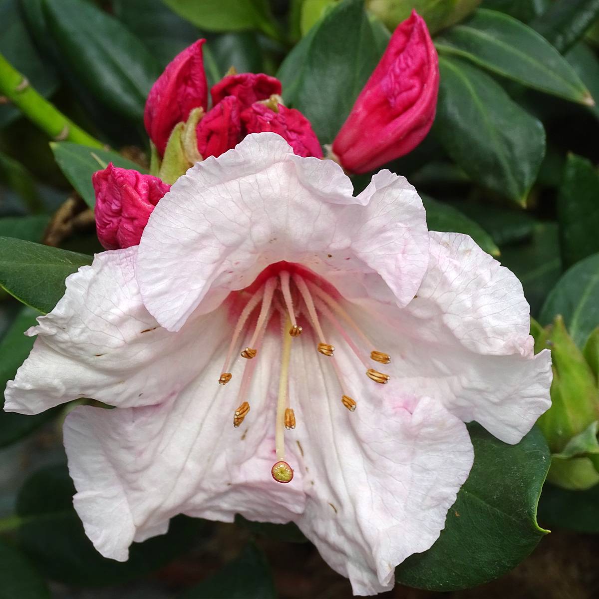 Rhododendron Virginia Richards - Petit Rhododendron Pot de 4L/5L - Image 1