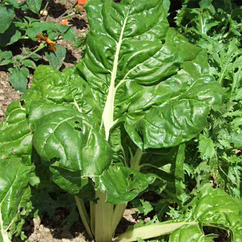 Poirée verte à couper Bio - Ferme de Sainte Marthe le sachet de 100 graines environ