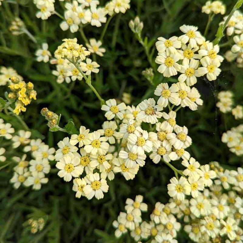 Achillée King Edward à fleurs Jaune - feuillage Caduc - Godet - 5/20 cm-  hauteur à maturité De 0,15 m à 0,50 m - Image 1