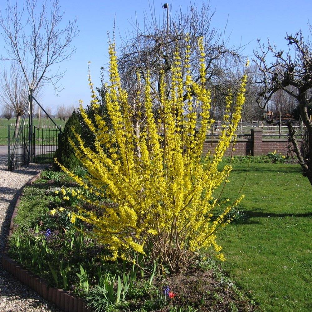 Promesse de Fleurs - Forsythia x intermedia Lynwood - Mimosa de Paris Godet de 8/9 cm